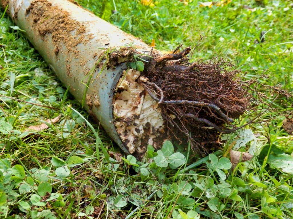 Tree root removal from drains Surrey